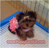 teacup yorkie
